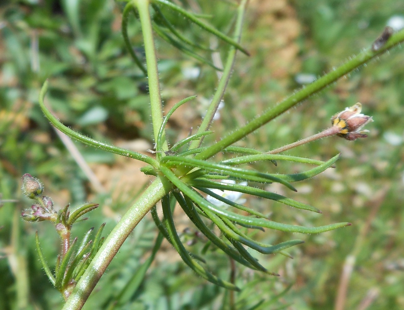 Spergula arvensis subsp. arvensis / Spergola delle messi